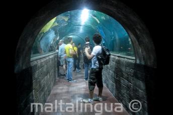 GLi studenti nel tunnel dell'acuario